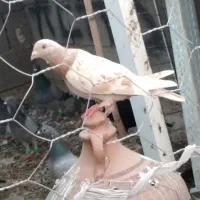 سار|پرنده|گنبد کاووس, |دیوار