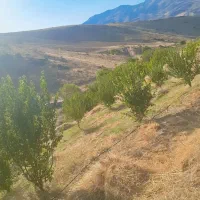 زمین-و-باغ