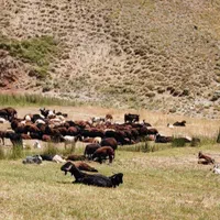 دام  کوهستان و چراگاه  سر سبز زنده