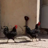 خروس مشکی جوان|پرنده|سلفچگان, |دیوار