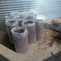 مویز|عمدهفروشی|نورآباد ممسنی, |دیوار