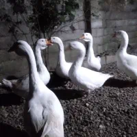 فروش پنج عدد قو غاز سالم و سلامت یک نر چهار ماده|حیوانات مزرعه|رشت, سیا اسطلخ|دیوار