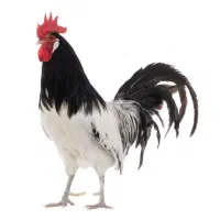 جوجه مرغ و خروس لاکنولدر و ورورک آلمانی خالص کمیاب