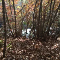 باغ|فروش زمین و ملک کلنگی|طالقان, |دیوار