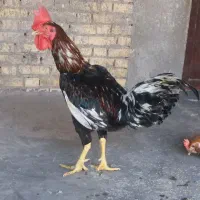 خروس لاری
