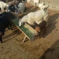 بزچاق درجه 1وکهره