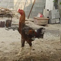 خروس لاری ترک|حیوانات مزرعه|بندرعباس, |دیوار