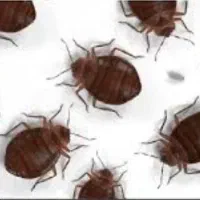 سمپاشی سوسک وسایل کنه سم پاشی موش عقرب با ضمانت|خدمات نظافت|مشهد, توس (بلوار توس)|دیوار