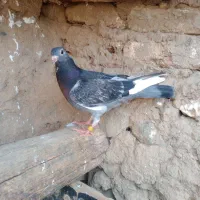 دوبر بالا پلاکی