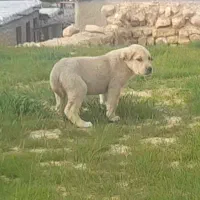 واگذاری سگ پژدر