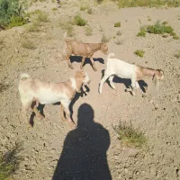 بزغاله فروشی