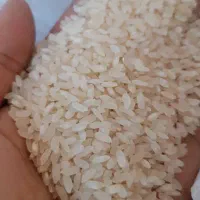 برنج لنجان اعلا کاشت امسال|خوردنی و آشامیدنی|اصفهان, بوستان زاینده رود|دیوار