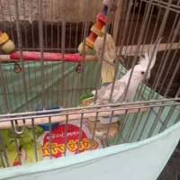 عروس هلندی