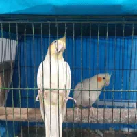 عروس هلندی مولد