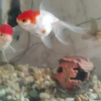 فروش ماهی گلد فیش