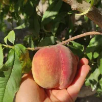 هلو|خوردنی و آشامیدنی|ارومیه, |دیوار