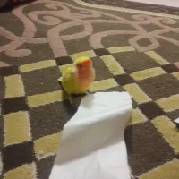 گمشده|پرنده|قم, نخودی|دیوار