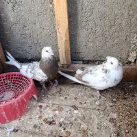 کبوتر|پرنده|میانه, |دیوار