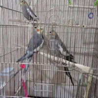 ۳عدد عروس هلندی با ۲عدد قفس و وسایل کامل ،