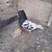 کفتر|حیوانات|مشهد, طرق|دیوار