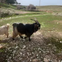 نرمیش و نر بز ترکی