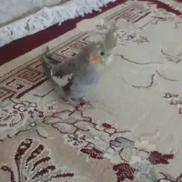 پرنده