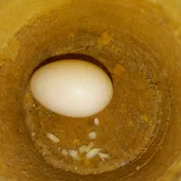 عروس هلندی ماده دستی|پرنده|سپیدان, |دیوار