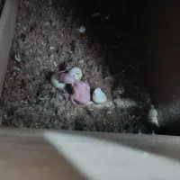 ملنگو مولد|پرنده|ساری, |دیوار