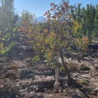 باغ کاملا دنج|فروش خانه و ویلا|یامچی, |دیوار