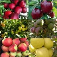 فروش عمده انواع نهال و صنوبر نگرا