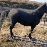 فروشی|اسب و تجهیزات اسب‌سواری|سقز, |دیوار