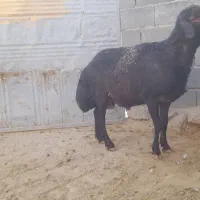 شیشک قوچ غزل وبره قوچ قره غزل لخت