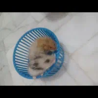 حیوان خانگی ، همستر ، موش