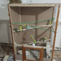 قفس پرنده