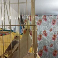 عروس هلندی زیبا