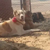 لاس گله ای سگ