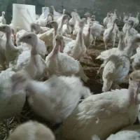 بوقلمون ۲ کیلویی|حیوانات مزرعه|مشگین شهر, |دیوار