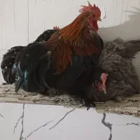 مرغ خروس کوشین