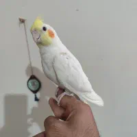 عروس لوتینو کاملا رام و دست و سخنگو