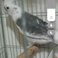 فروش انواع طوطی  عروس هلندی از نژاد های مختلف|پرنده|قروه, |دیوار