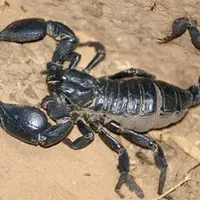 سمپاشی سم پاشی ضدعفونی پردیسان قم شبانه روزی|خدمات نظافت|قم, زنبیل آباد|دیوار