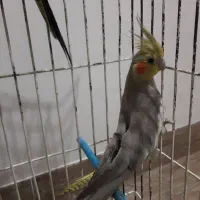 عروس هلندی|پرنده|عجب شیر, |دیوار