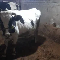 دو راس گاو آبستن و گوساله|حیوانات مزرعه|کنگاور, |دیوار