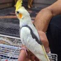 جوجه عروس هلندی عروسک