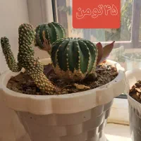 گل وگلدون فروشی قیمت توافقی