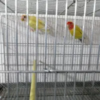 کوتوله برزیلی|پرنده|نی‌ریز, |دیوار