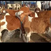 اصیل درجه یک وارداتی