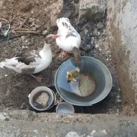 دو عدد غاز یکی نر یکی  یک جوجه