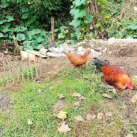 مرغ و خروس لاری