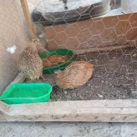 بلدرچین